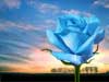 Flower E-cards: Blue rose