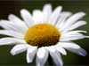 Flower E-cards: Daisy
