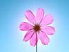 Flower E-cards: Pink beauty