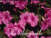 Flower E-cards: Color purple
