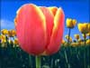 Flower E-cards: Dutch tulips