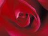Flower E-cards: Rose heart