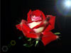 Flower E-cards: Glitter rose