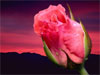 Flower E-cards: Love rose