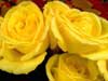 Flower E-cards: Yellow roses