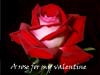 Valentine E-cards: Valentine rose
