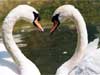 Valentine E-cards: Valentine swans