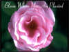 Flower E-cards: Bloom